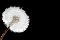 Fluffy macro dandelion on black