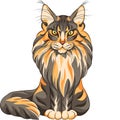 Fluffy Maine Coon cat Royalty Free Stock Photo