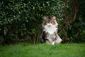 fluffy maine coon cat outdoors in green garden sitting on grass Royalty Free Stock Photo