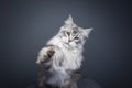 fluffy maine coon cat playing raising paw Royalty Free Stock Photo