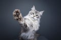 fluffy maine coon cat playing raising paw Royalty Free Stock Photo