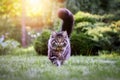 Fluffy Maine Coon cat walks on a green lawn in park and looks at the camera. Royalty Free Stock Photo