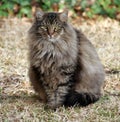 Fluffy Maine Coon Mix