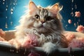 fluffy Maine coon washes in the basin. cat spa. pet care. grooming pet