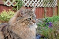 Fluffy Mainecoon cat Royalty Free Stock Photo