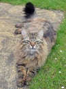 Fluffy Mainecoon cat Royalty Free Stock Photo