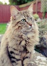 Fluffy Mainecoon cat Royalty Free Stock Photo