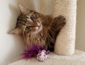 Fluffy Mainecoon cat Royalty Free Stock Photo
