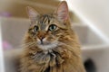 Fluffy Mainecoon cat Royalty Free Stock Photo