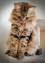 Fluffy Mainecoon cat Royalty Free Stock Photo