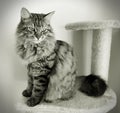Fluffy Mainecoon cat Royalty Free Stock Photo