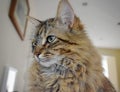 Fluffy Mainecoon cat Royalty Free Stock Photo