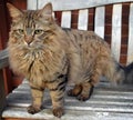Fluffy Mainecoon cat Royalty Free Stock Photo