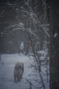 Fluffy Malamute puppy in a wintry forest