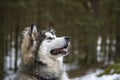 Fluffy Malamute puppy in a wintry forest