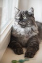 Male grey cat