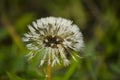 Fluffy mature dandelion, wet after rain. Royalty Free Stock Photo
