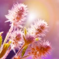 Fluffy meadow flowers. Floral background in yellow and lilac colors. Spring summer nature