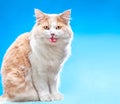 Fluffy mixedbred cat sits on blue background Royalty Free Stock Photo