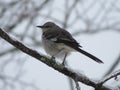 Fluffy Mockingbird in the winter Royalty Free Stock Photo