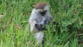 Fluffy monkey with a baby.