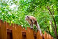 Fluffy monkey goes on a wooden fence