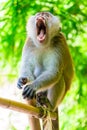 Fluffy monkey in the jungle with open mouth and sharp teeth Royalty Free Stock Photo