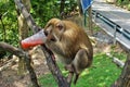 A fluffy monkey sits on the branches of a tree