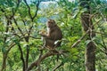 A fluffy monkey sits on the branches of a tree, looks at the camera