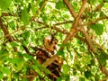 Fluffy monkey sitting on a tree, Rio, Brazil