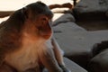 Fluffy monkey with a very wise, thoughtful expression on his face. Pensive animal. Brothers in mind