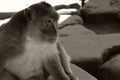 Fluffy monkey with a very wise, thoughtful expression on his face. Pensive animal. Brothers in mind
