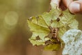 Fluffy, multi-colored caterpillar eats a leaf from a tree. Pest of the forest Royalty Free Stock Photo