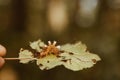 Fluffy, multi-colored caterpillar eats a leaf from a tree. Pest of the forest Royalty Free Stock Photo