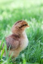 Fluffy new chick in the grass