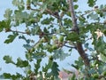 Fluffy oak lat. Quercus pubescens reaches a height of 18 meters. Grows in the forests of the lower belt on the southern slopes