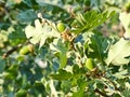 Fluffy oak lat. Quercus pubescens reaches a height of 18 meters. Grows in the forests of the lower belt on the southern slopes