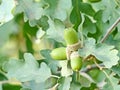 Fluffy oak lat. Quercus pubescens reaches a height of 18 meters. Grows in the forests of the lower belt on the southern slopes