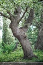 Fluffy oak with lush green leaves grows in city park