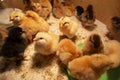 Fluffy one-day chickens rest in a box under a lamp