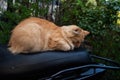 Fluffy orange cat sleeping in the comfort of a soft motorcycle seat Royalty Free Stock Photo