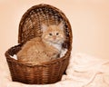 Fluffy Orange Kitten in Brown Basket