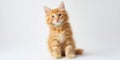 The fluffy orange kitten looking curiously at the camera in a studio setting. AI generated image Royalty Free Stock Photo