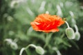 Fluffy orange poppy flowers grow in spring garden Royalty Free Stock Photo