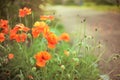 Fluffy orange poppy flowers grows in spring garden Royalty Free Stock Photo