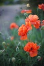 Fluffy orange poppy flowers in spring garden. Royalty Free Stock Photo
