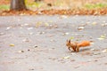 An orange squirrel with a magnificent fluffy tail prepares to jump for a treat