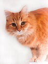 Fluffy Orange tubby cat Royalty Free Stock Photo