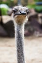 Fluffy ostrich head Royalty Free Stock Photo