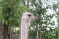 An fluffy ostrich looks special